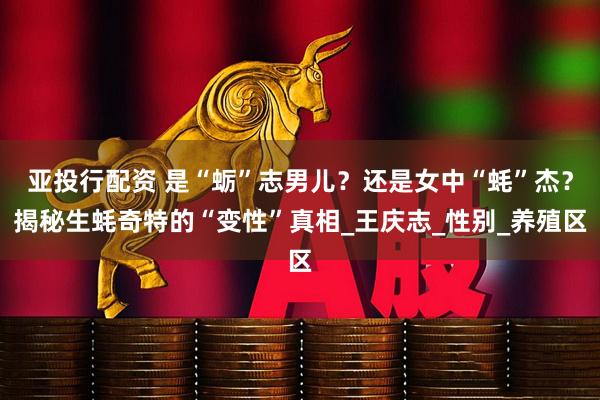 亚投行配资 是“蛎”志男儿？还是女中“蚝”杰？揭秘生蚝奇特的“变性”真相_王庆志_性别_养殖区